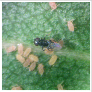 bioperminutus