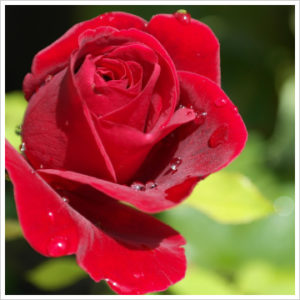 roses