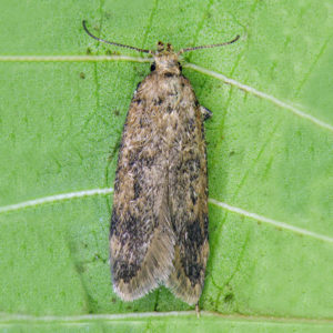 False codling moth (FCM)