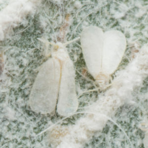 Greenhouse whitefly (GHW)
