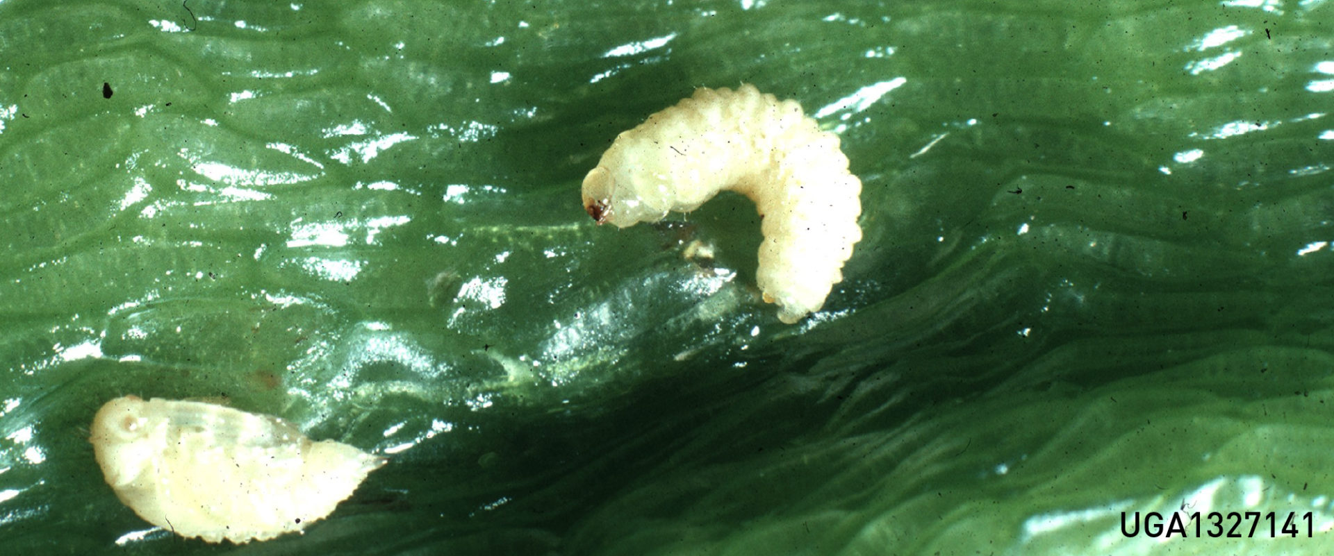 Pepper weevil larvae slider BioBee