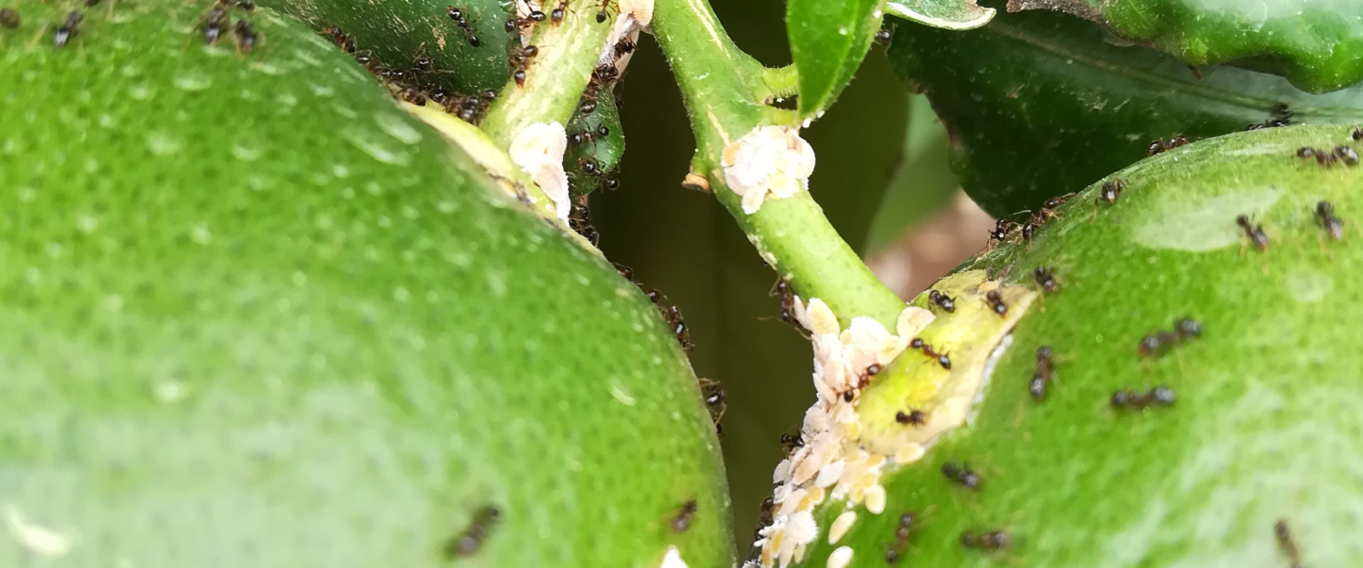 citrus mealybug with ants BioBee