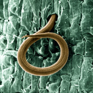 Plant-parasitic nematodes (PPN)