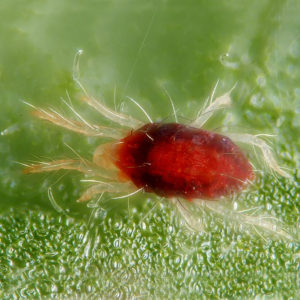 Carmine spider mite