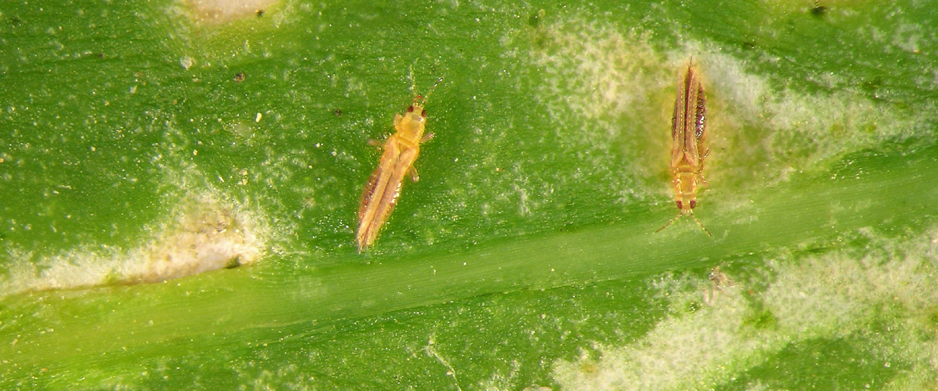 western flower thrips BioBee
