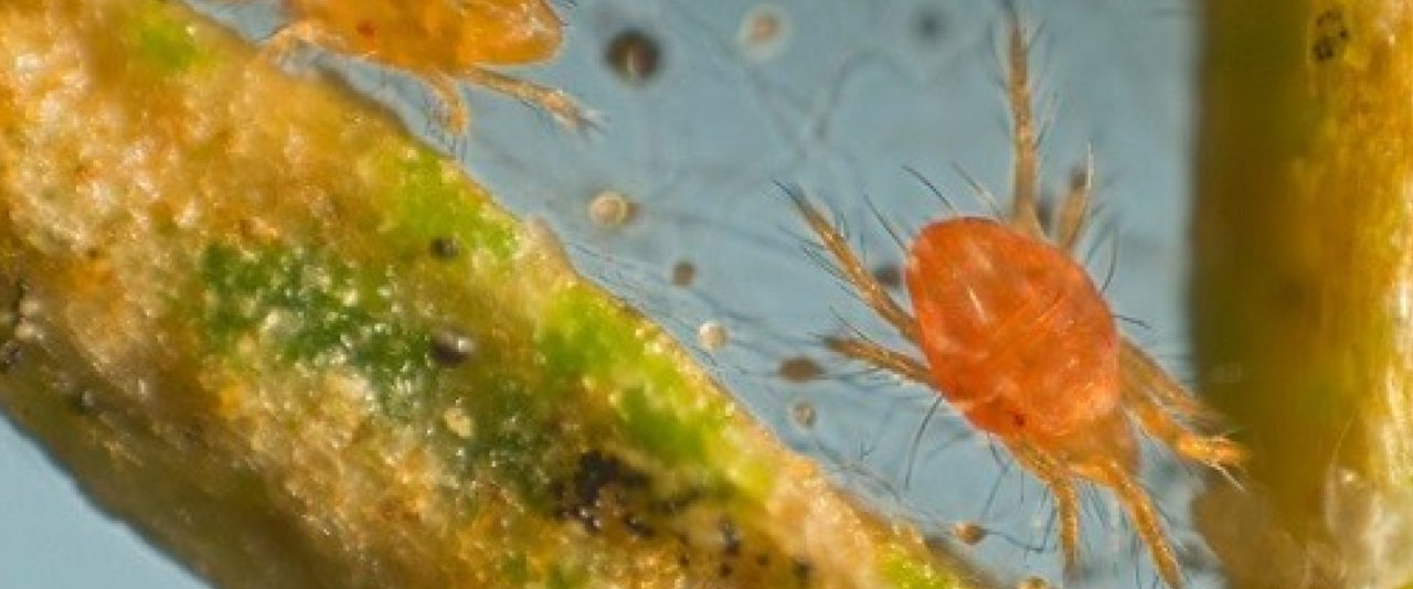 yellow spider mite - BioBee