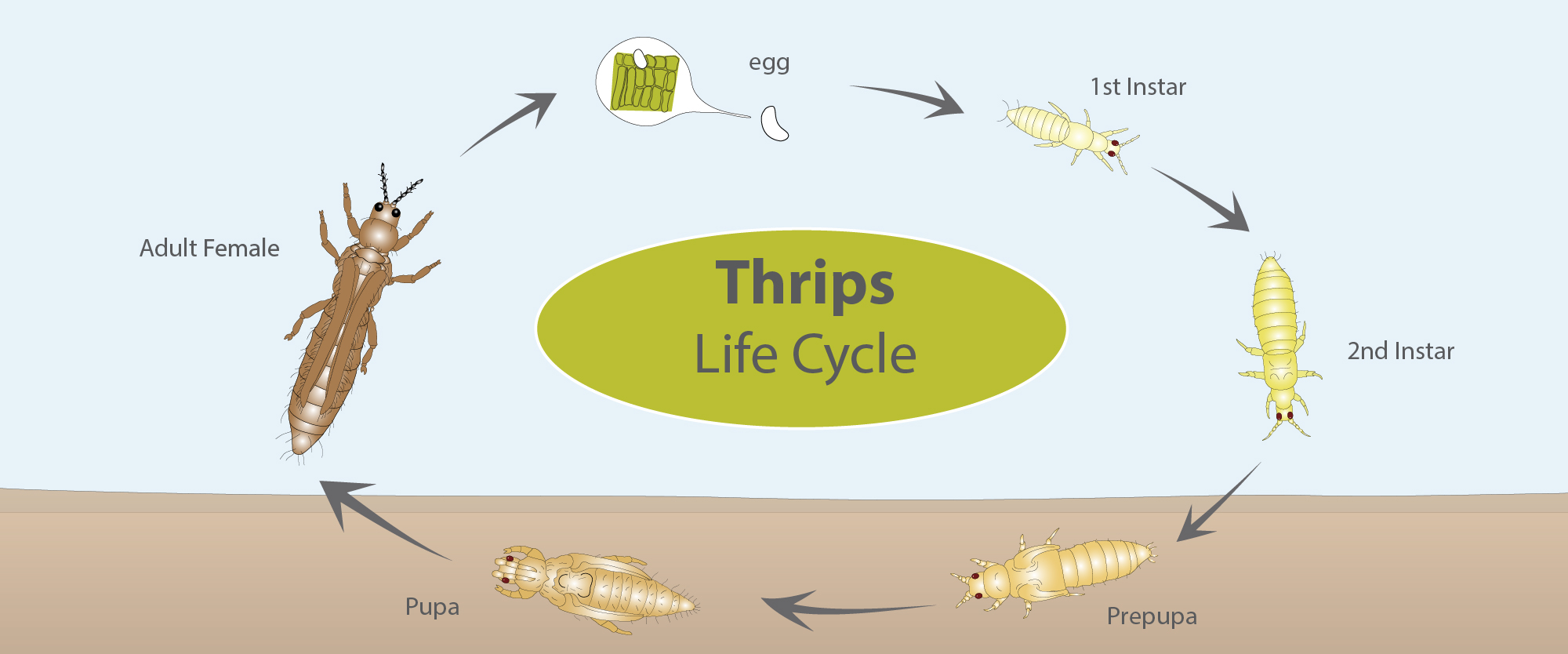 Thrips - BioBee