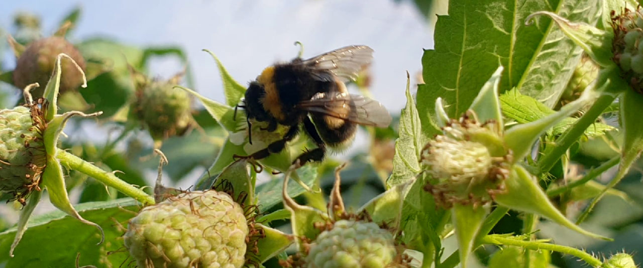 raspberry pollination BioBee