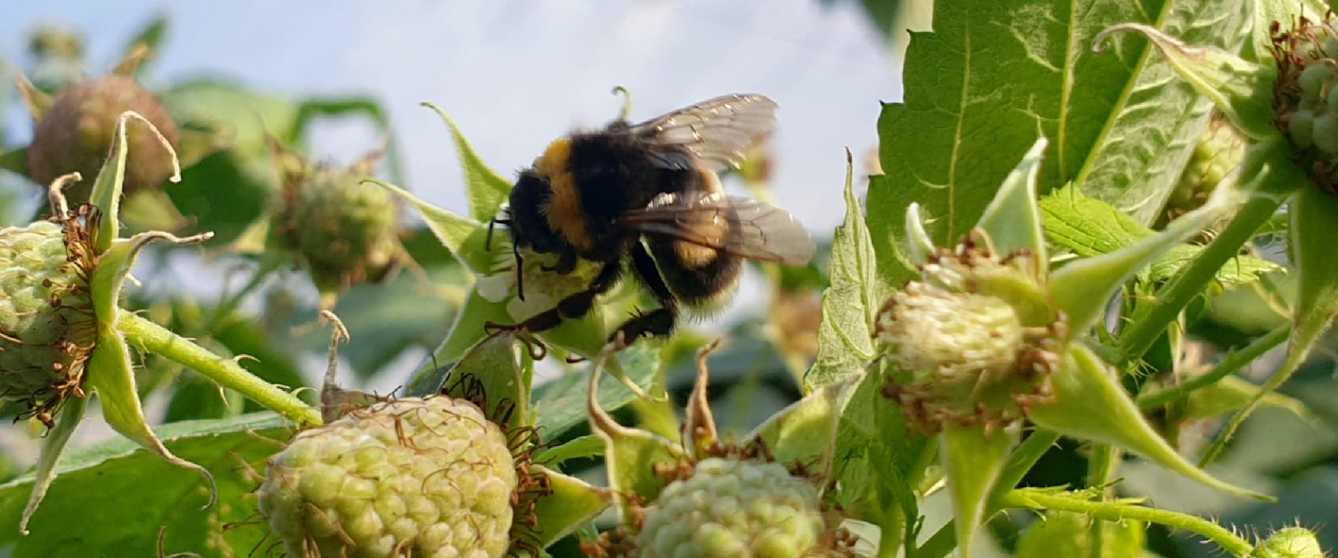 raspberry pollination - BioBee