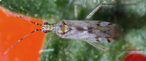 biodicyphus