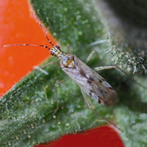 biodicyphus-main