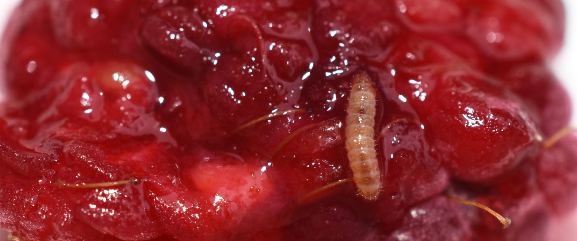 Raspberry fruitworm larva - BioBee