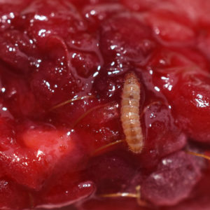 Raspberry fruitworm