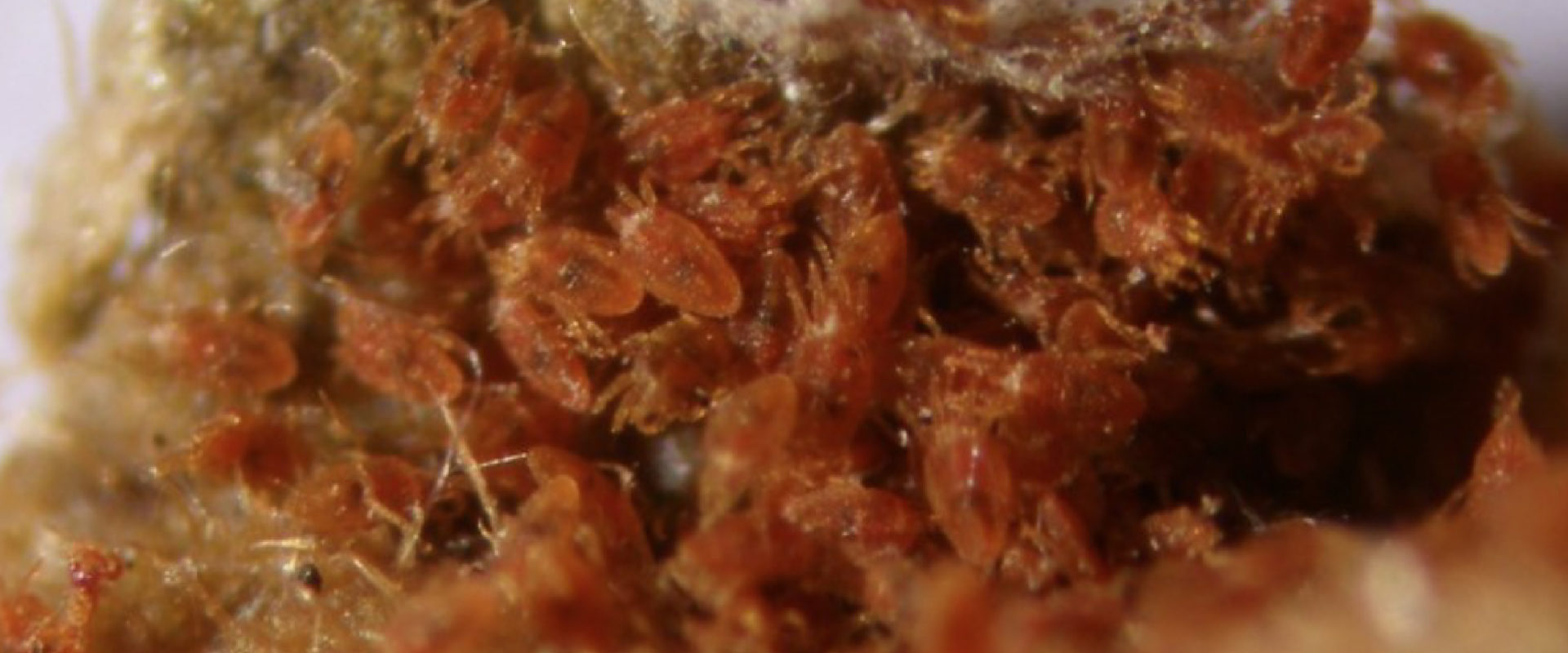 B Chilensis - BioBee