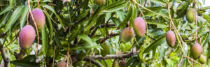 arbol-de-mango