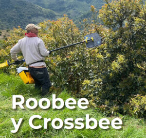 Robee and Crossbee